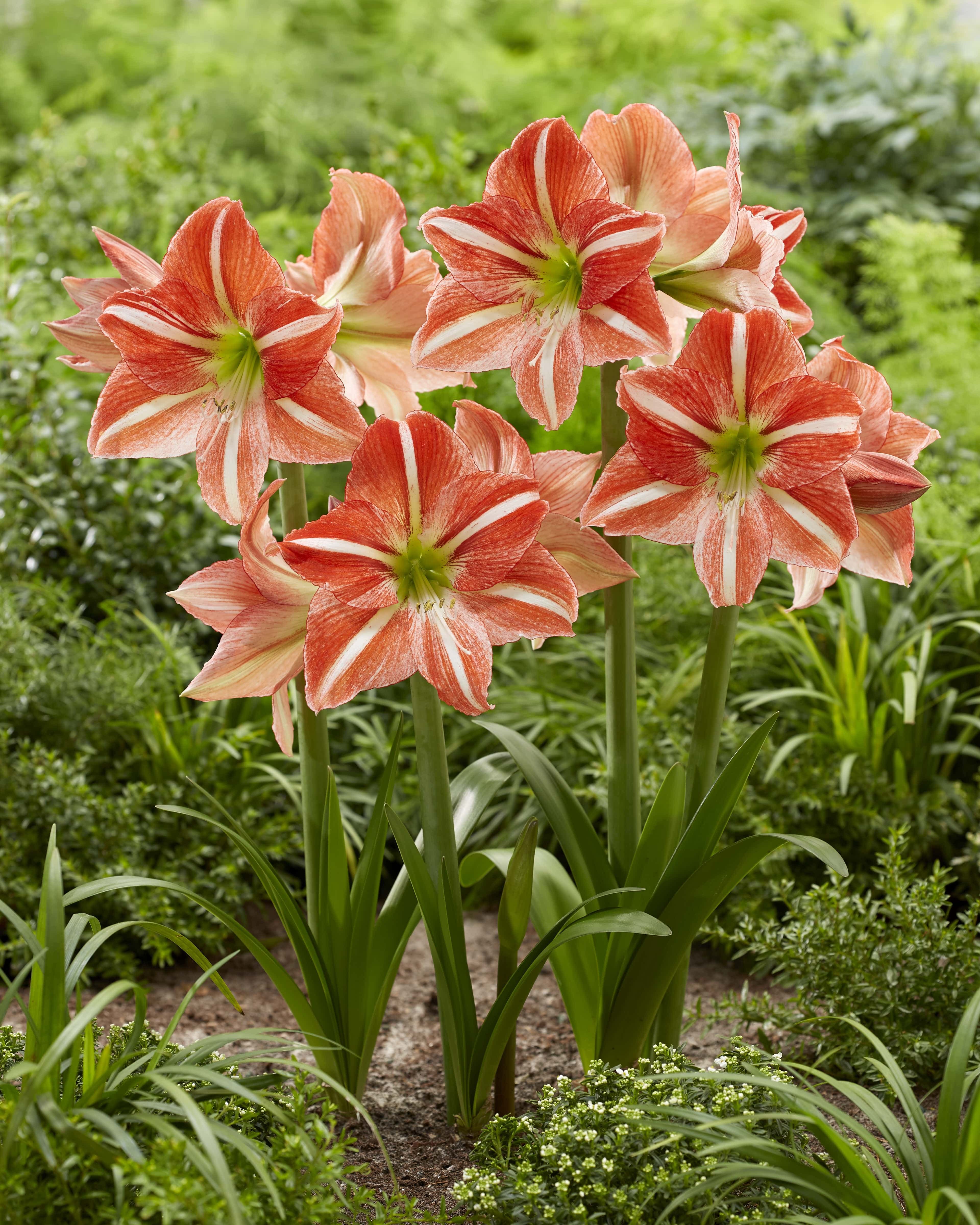 Hippeastrum