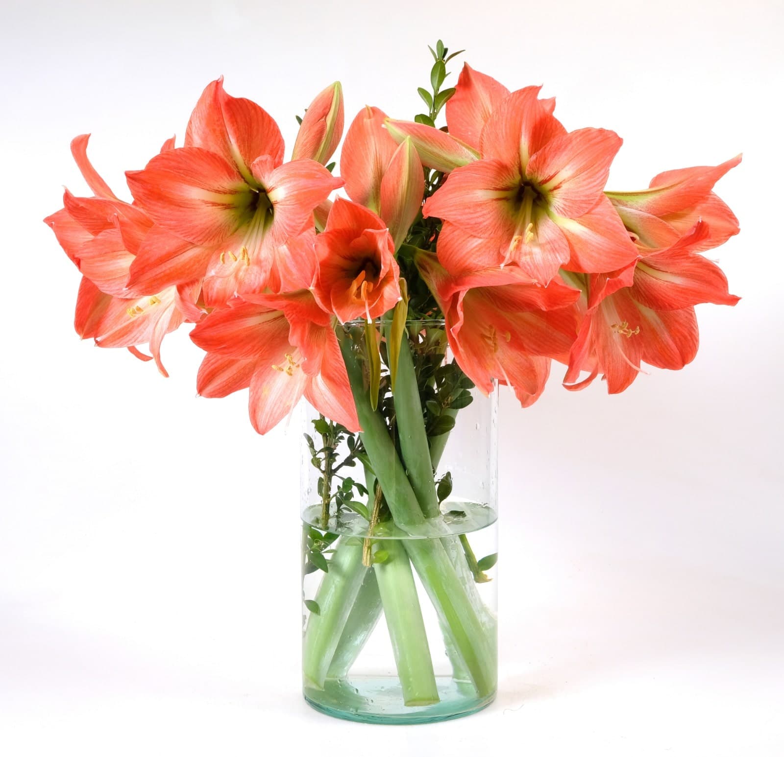 Orange queen