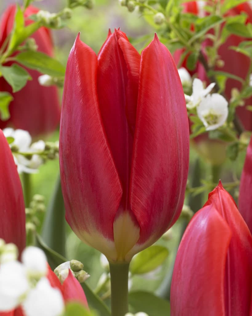 Red Purissima