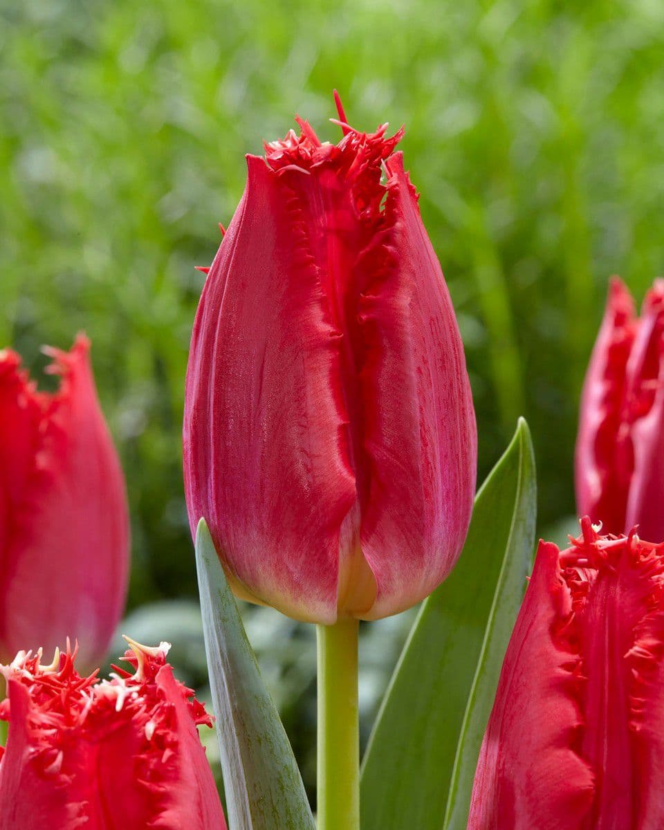 San Cultivar