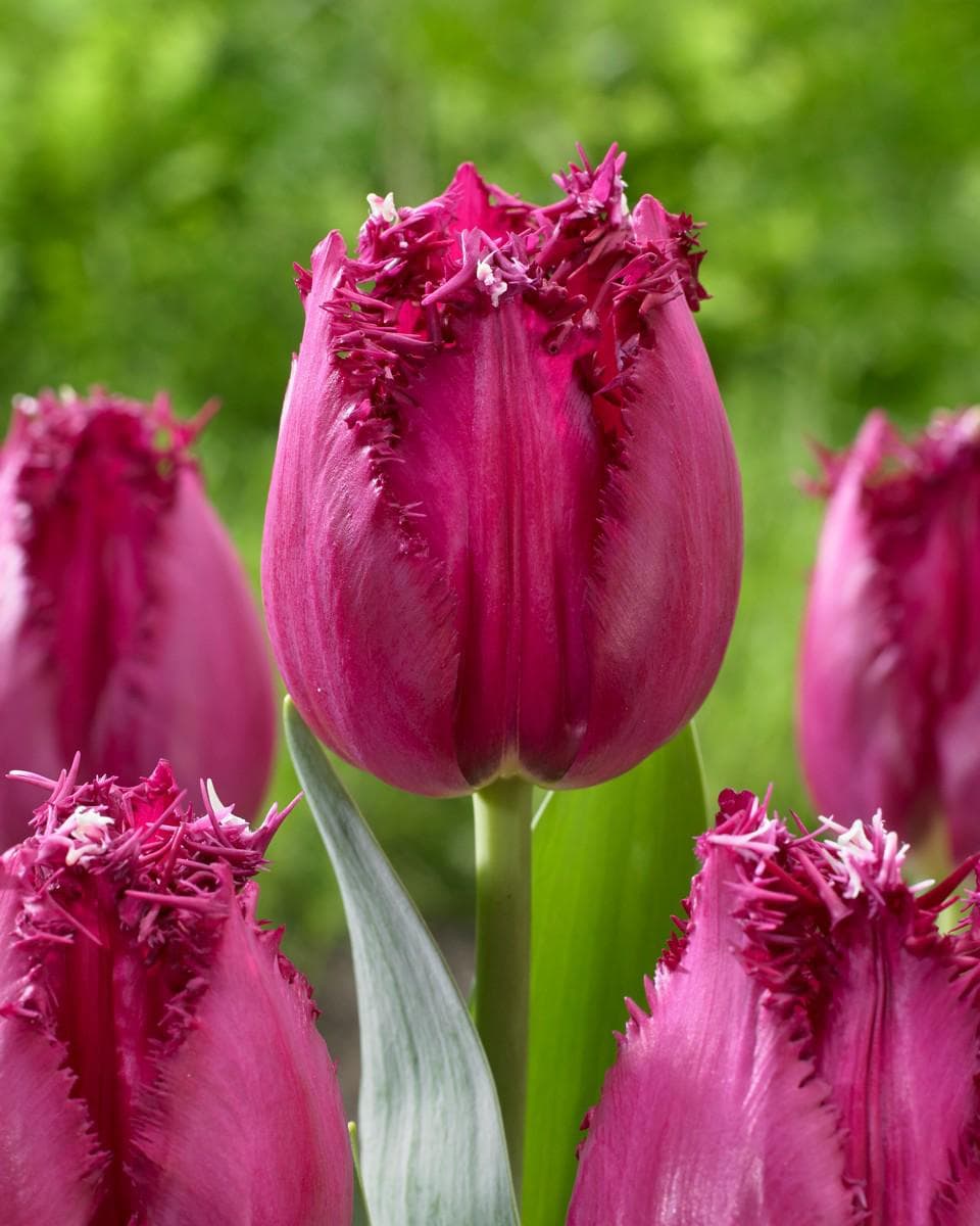 San Cultivar