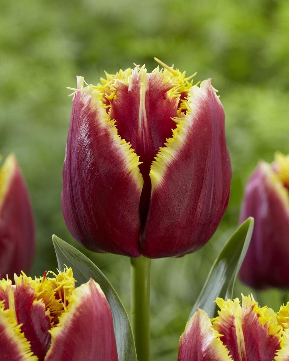 San Cultivar
