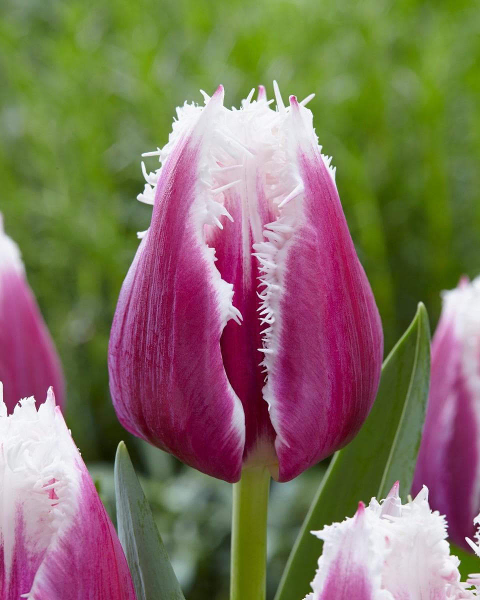 San Cultivar