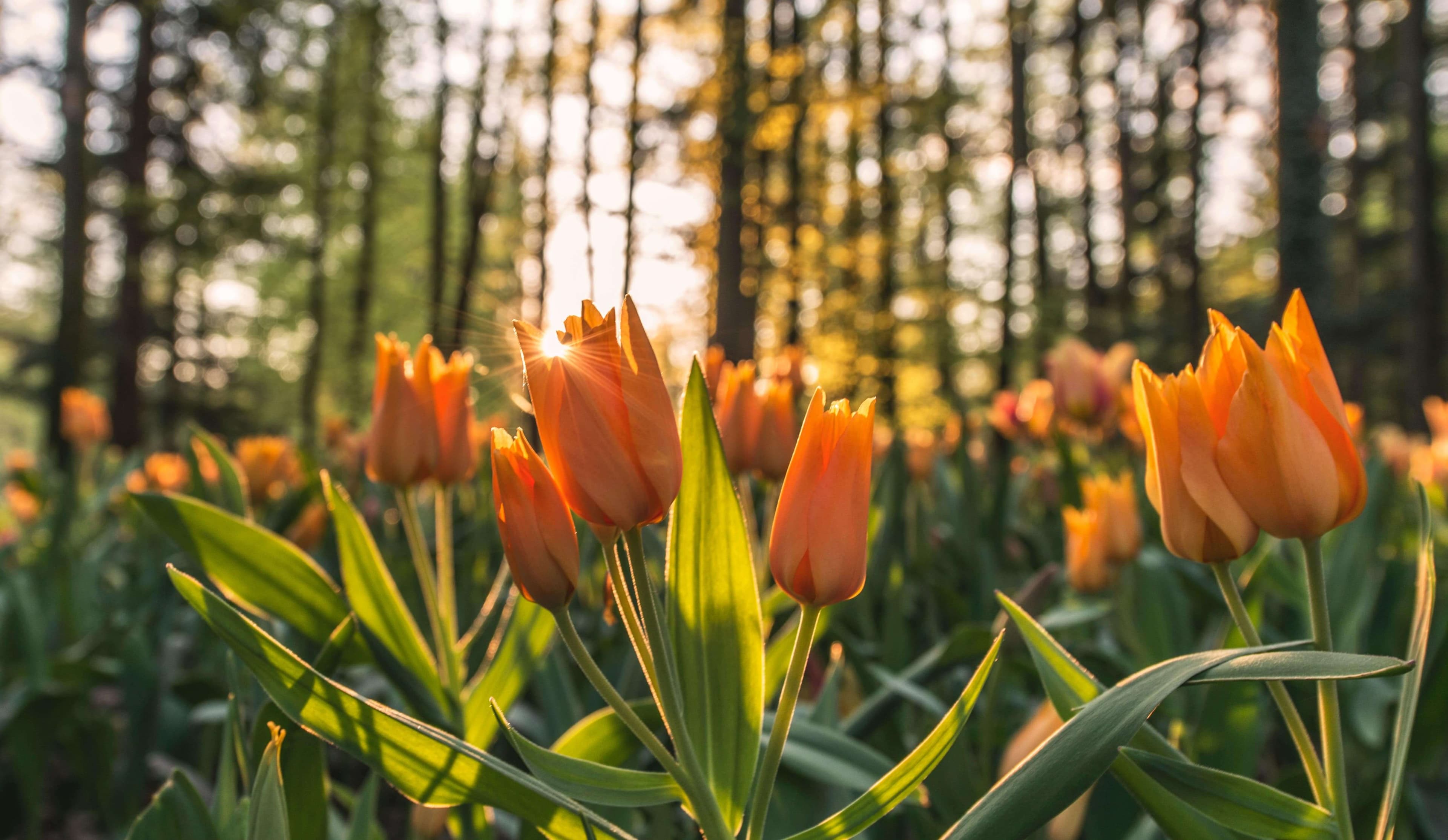 tulp